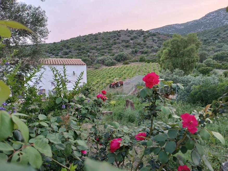 Agriturismo Sa Conca Ruia Orosei Exterior foto